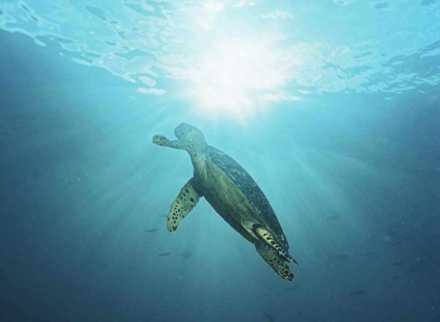 The Turtle Trader strategy that made 80% returns, four years in a row